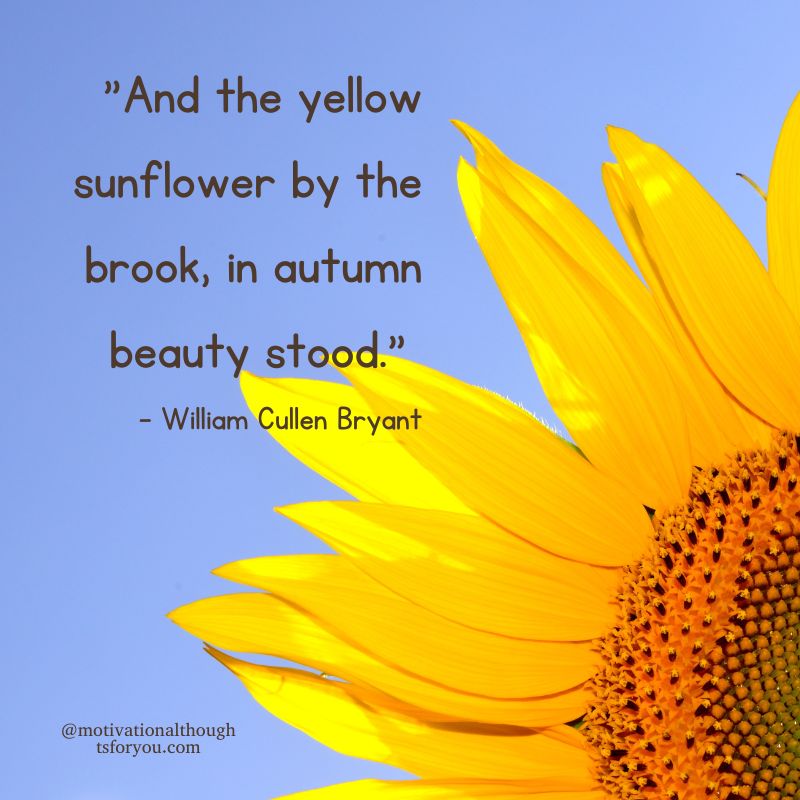 Motivational Sunflower Quotes Short