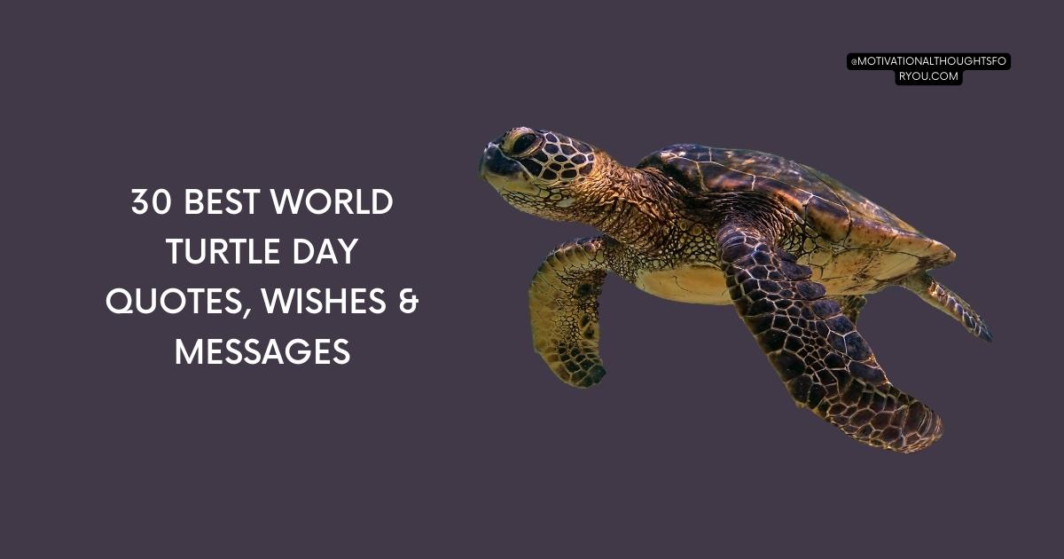 30 Best World Turtle Day Quotes, Wishes & Messages