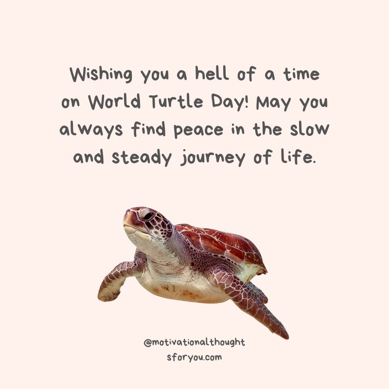 Wishes for World Turtle Day