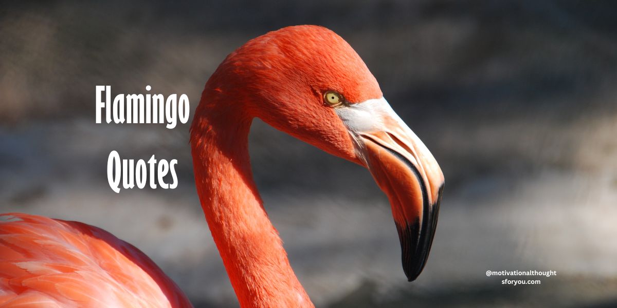 50 Flamingo Quotes to Elegance and Inspiration