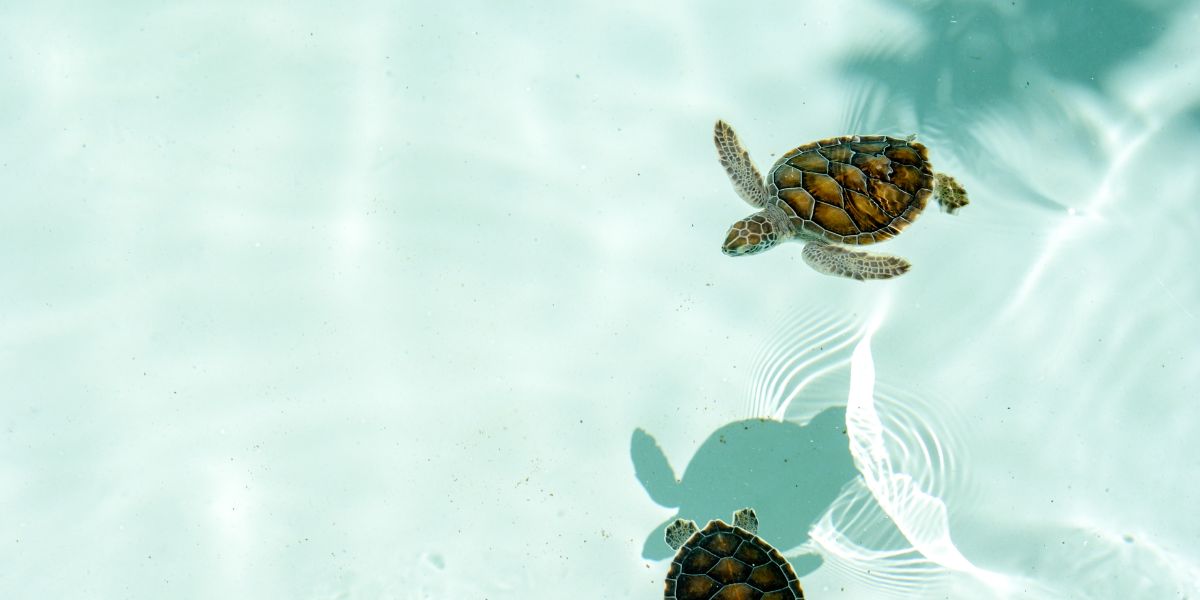 50 Quotes About Turtles on Endurance and Longevity